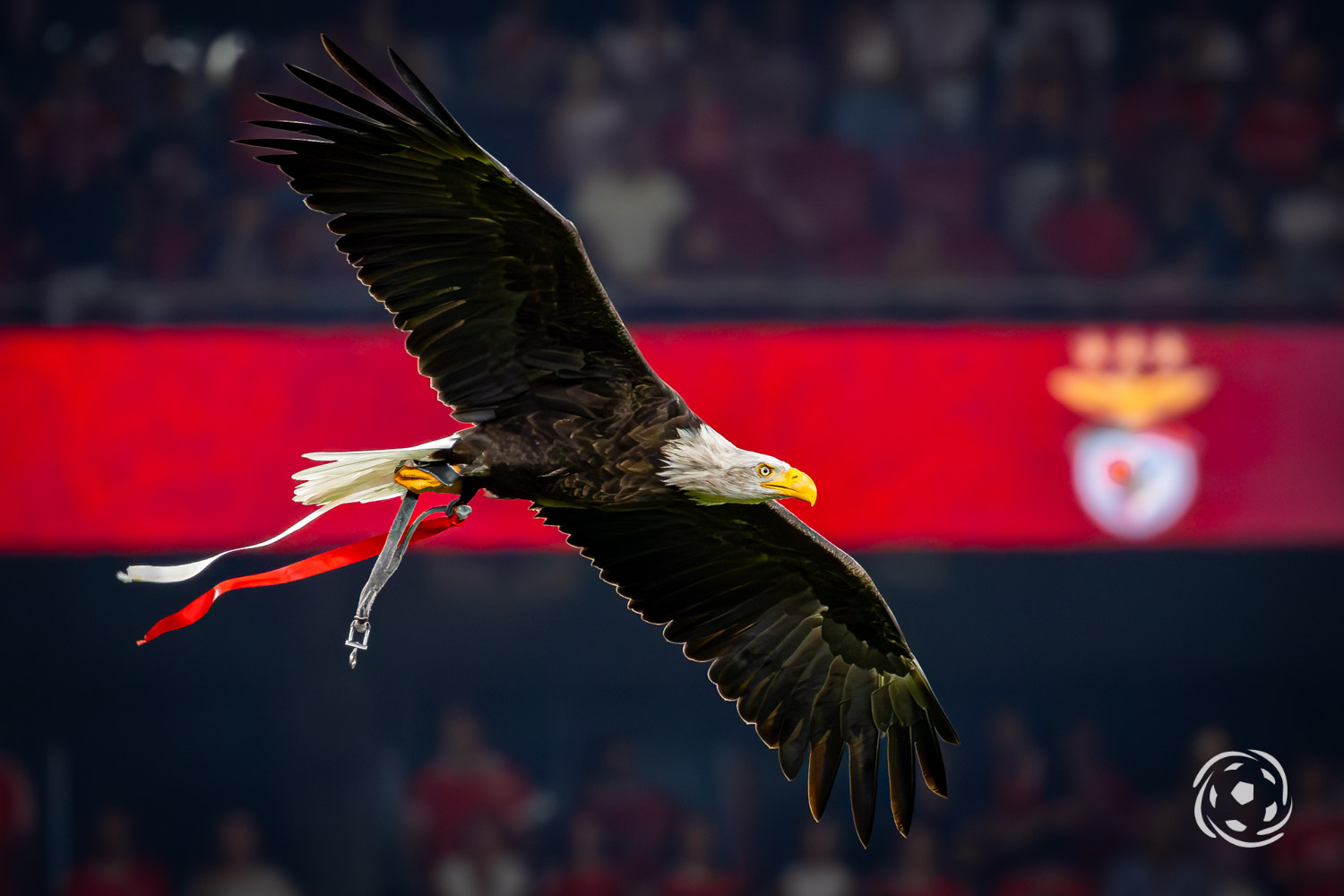 Águia Vitória no Estádio da Luz antes de um jogo do SL Benfica